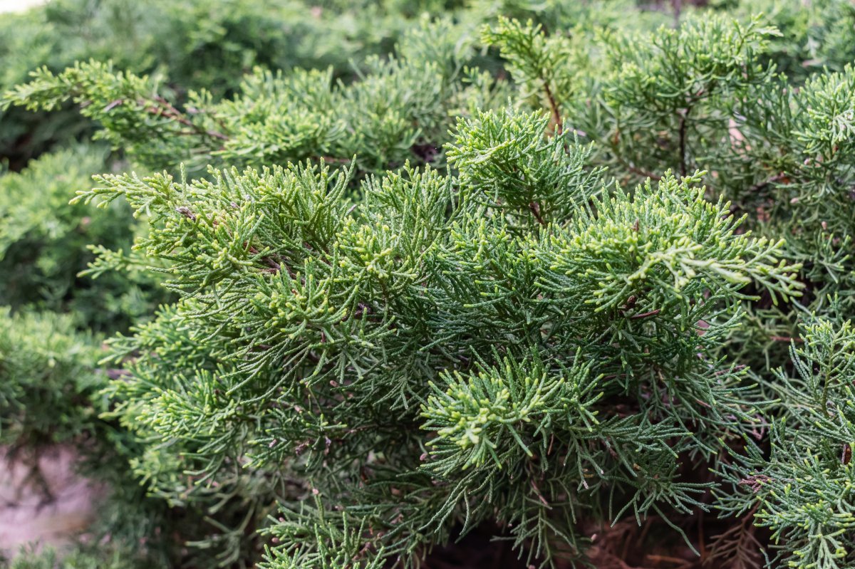 Можжевельник казацкий - фото 10