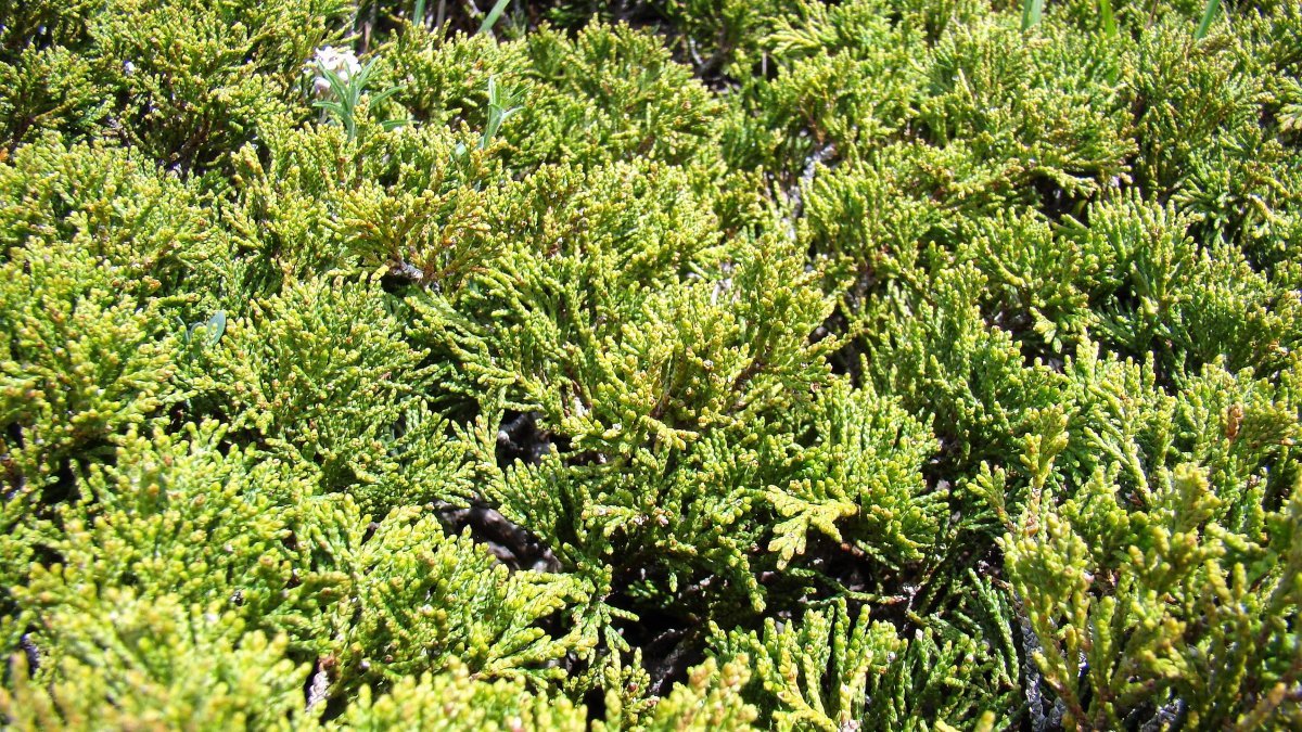 Можжевельник казацкий - фото 3