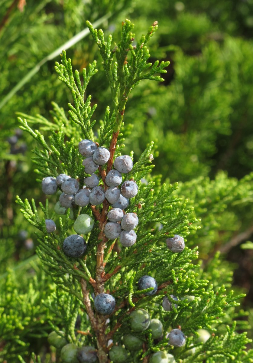 Можжевельник казацкий - фото 6