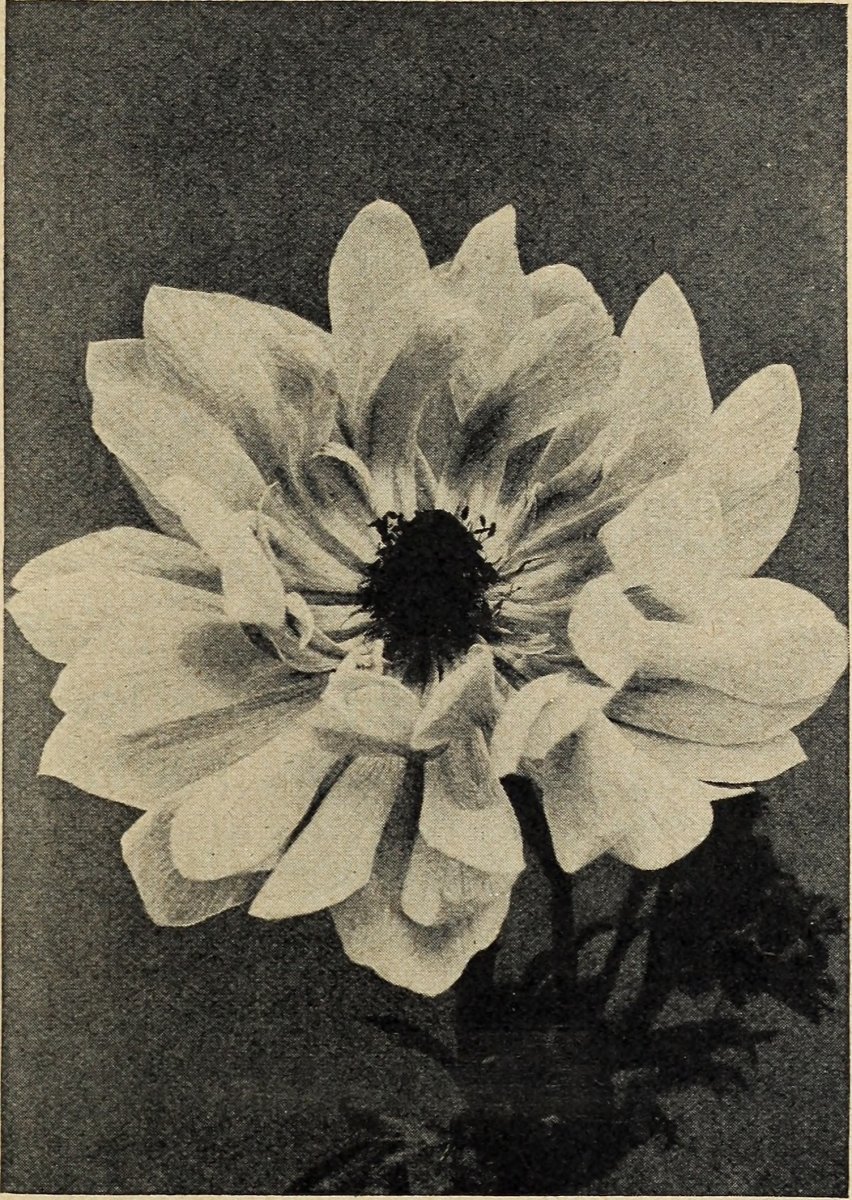 Калла Блэк Стар