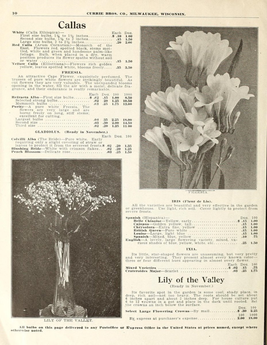 Калла Блэк Стар - фото 2