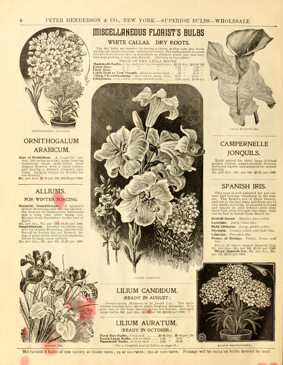 Калла Блэк Стар - фото 4