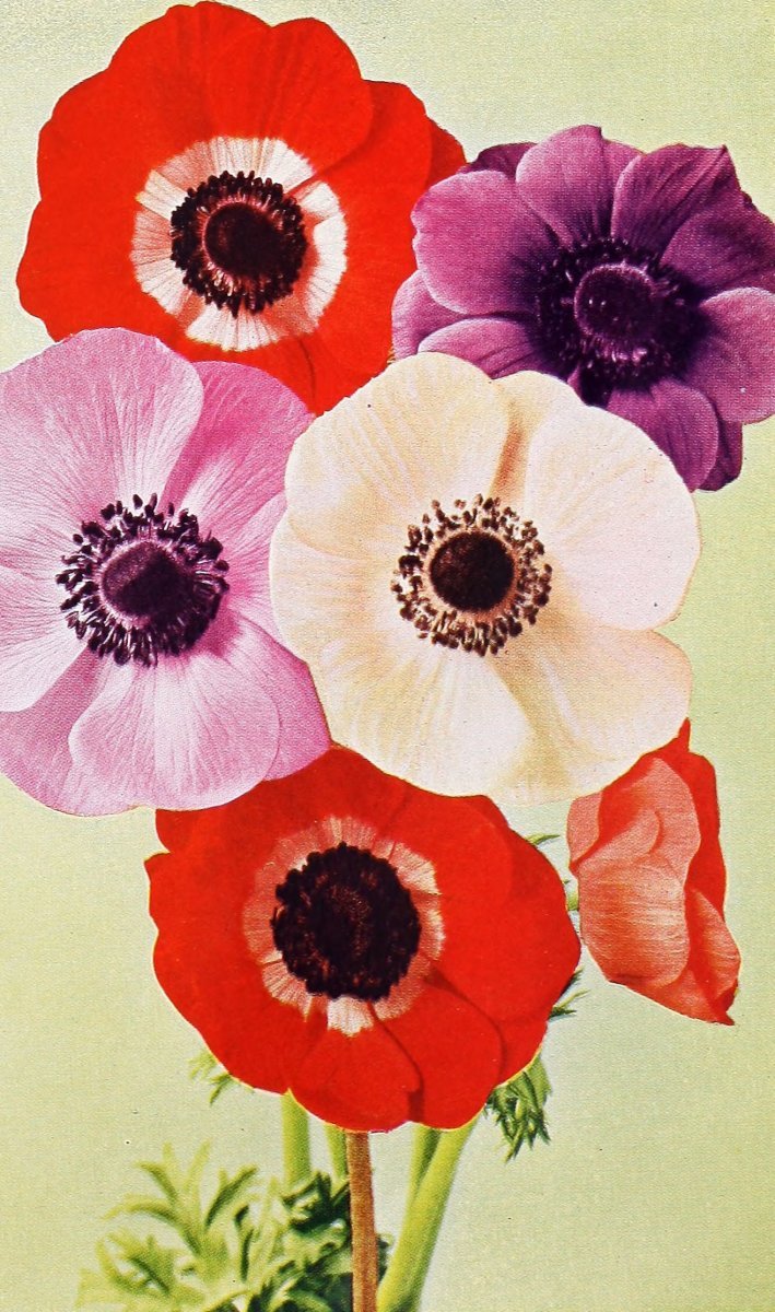 Калла Саншайн