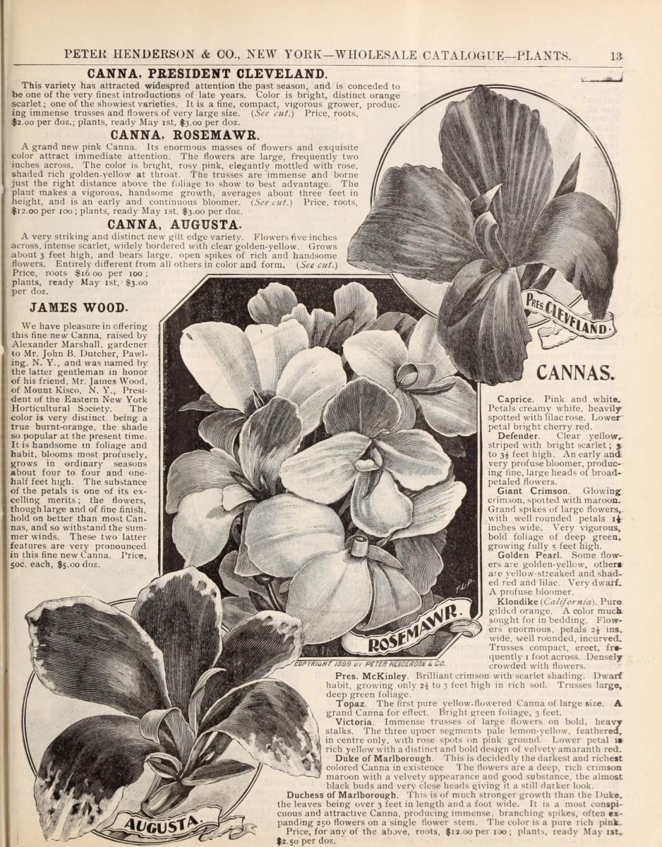 Канна Черри Ред - фото 4