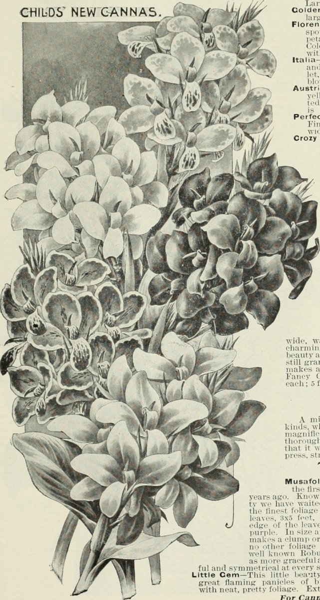 Канна Черри Ред