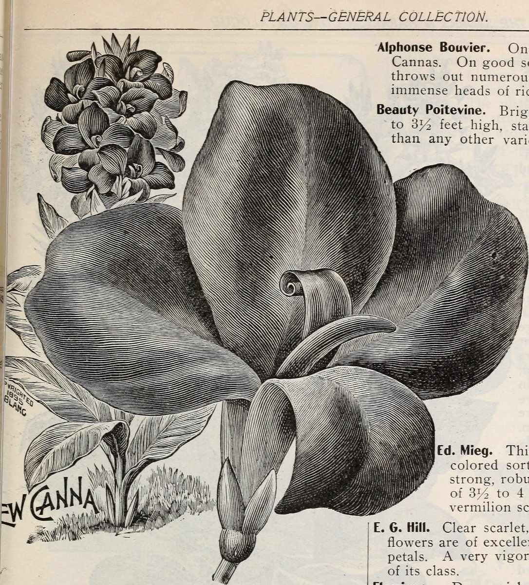 Канна Черри Ред - фото 3