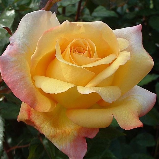 Роза чайно-гибридная Катрин Лаборде