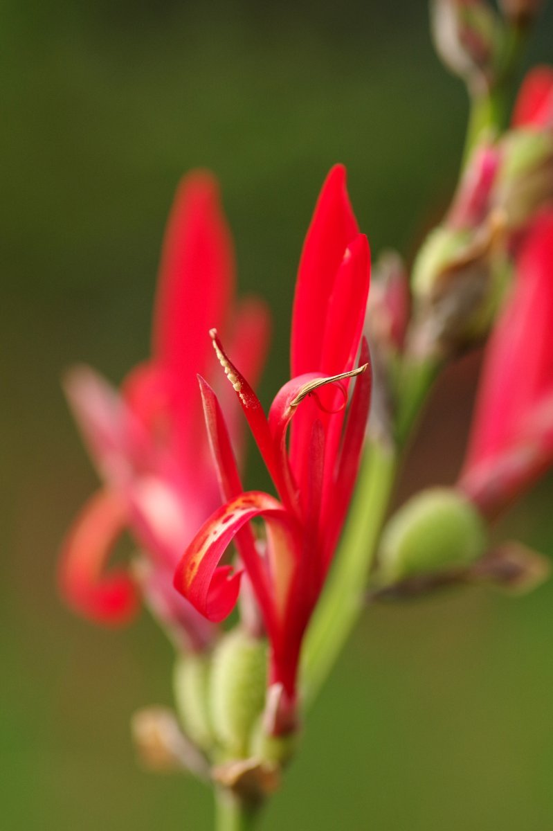 Канна Индика Ред - фото 4