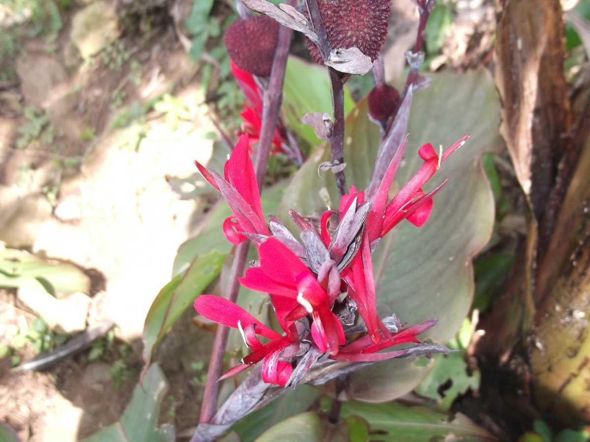 Канна Индика Ред - фото 6