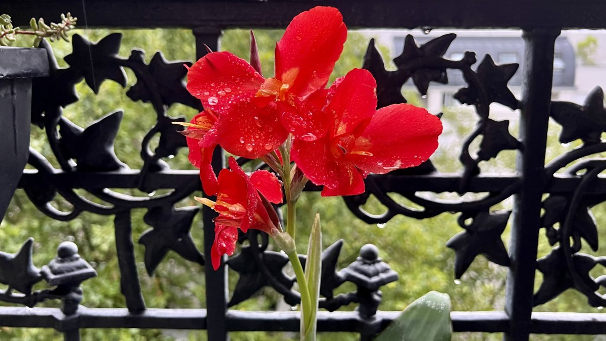 Канна Индика Ред - фото 5