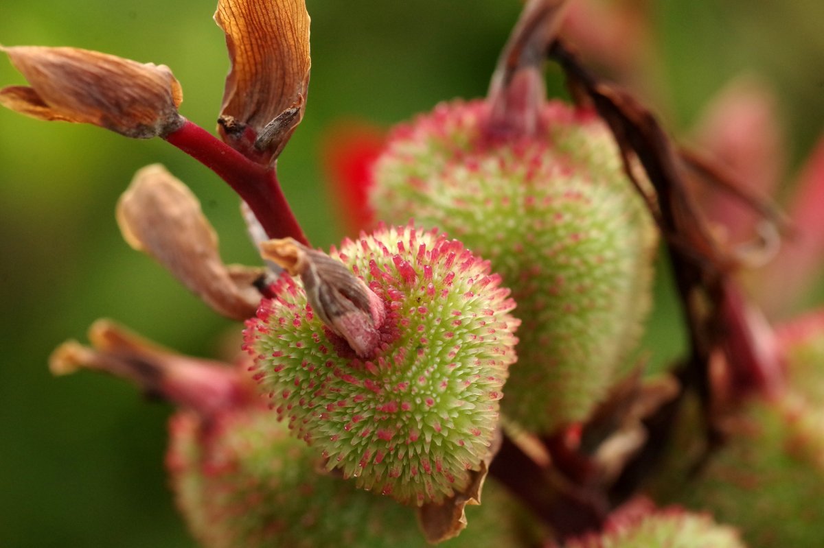 Канна Индика Ред - фото 3