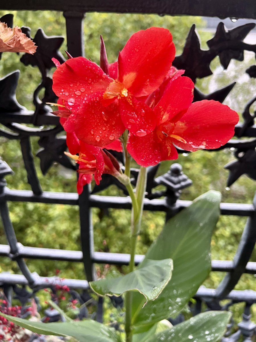 Канна Индика Ред - фото 2