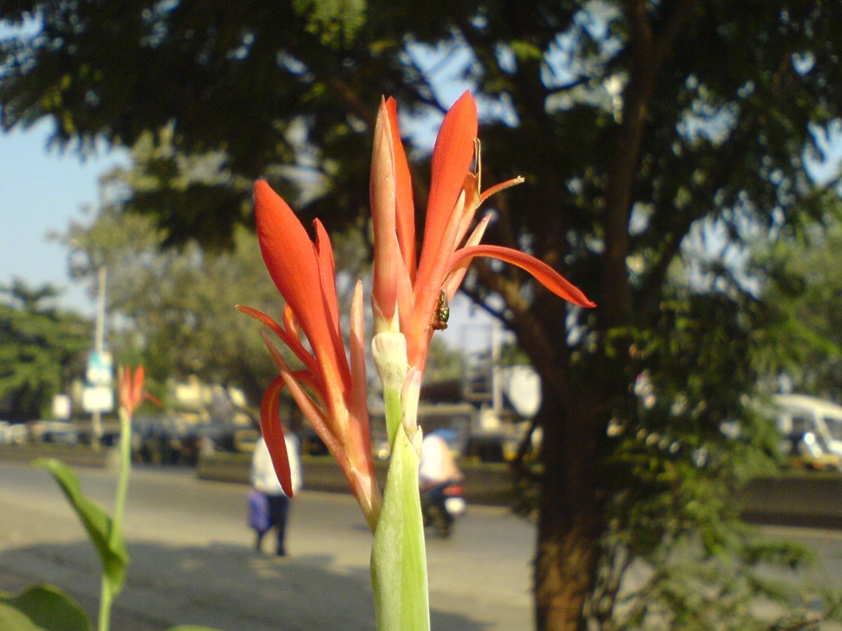 Канна Индика Ред - фото 7