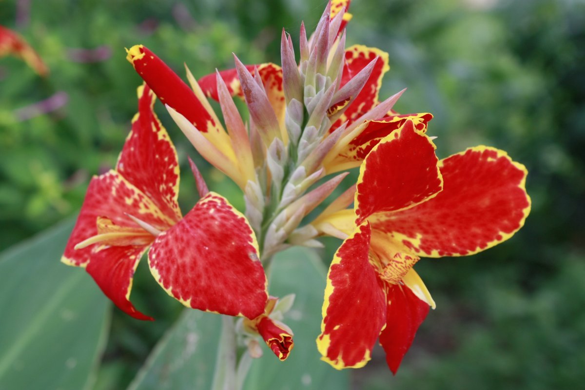 Канна Люцифер - фото 2