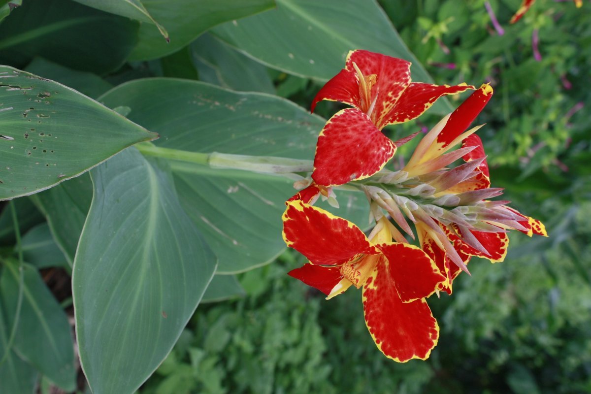 Канна Люцифер