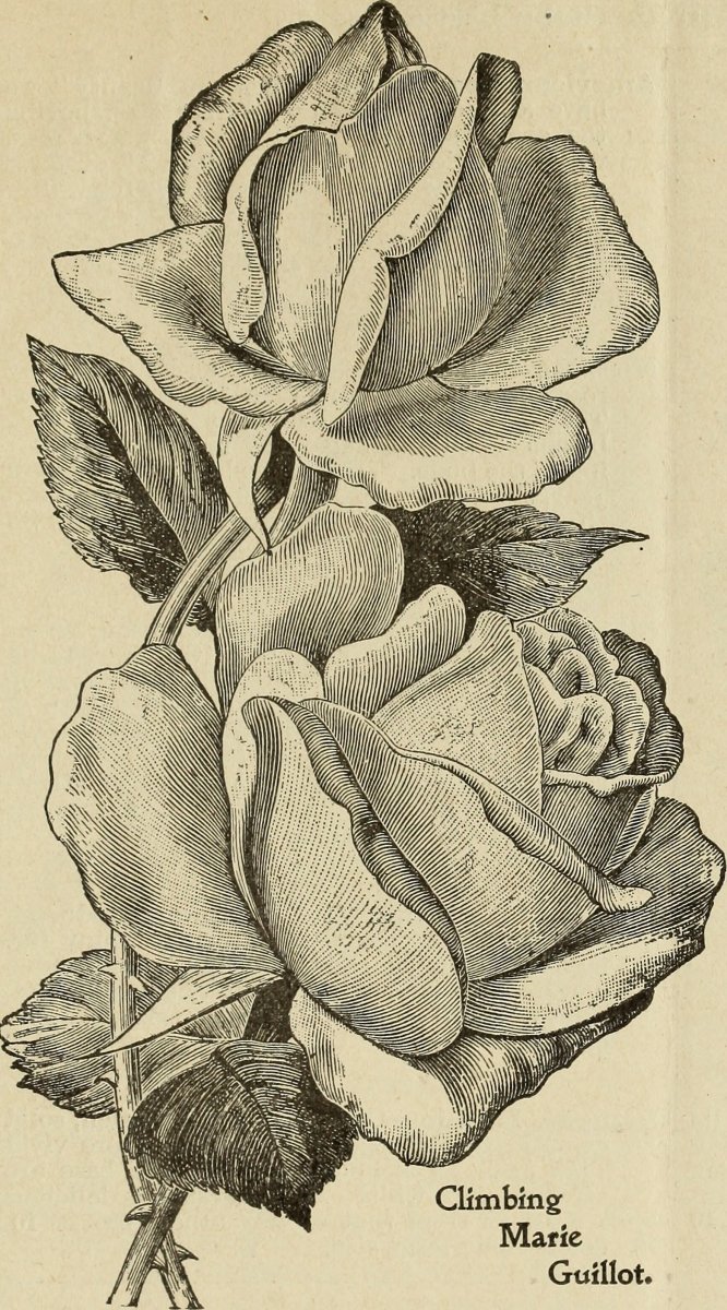 Канна Пинк Президент