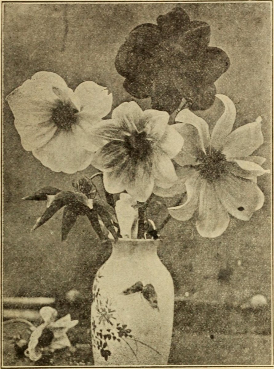 Канна Пинк Президент - фото 2