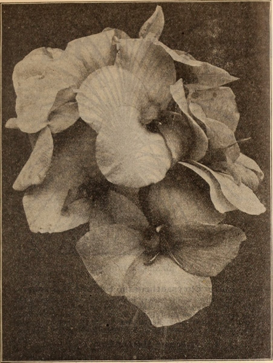 Канна Ричард Уоллес