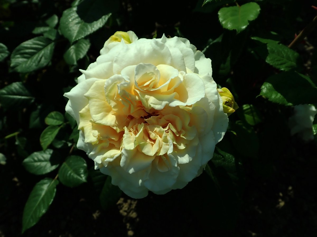 Роза чайно-гибридная Комтесса - фото 5