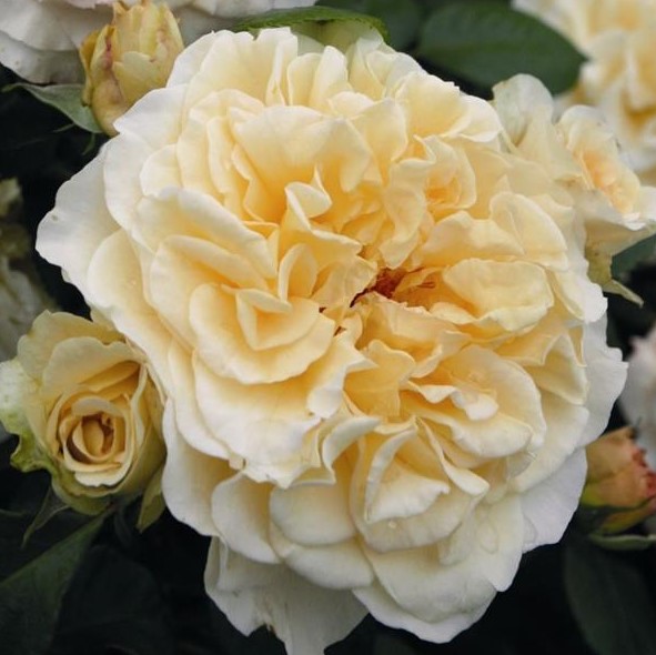 Роза чайно-гибридная Комтесса