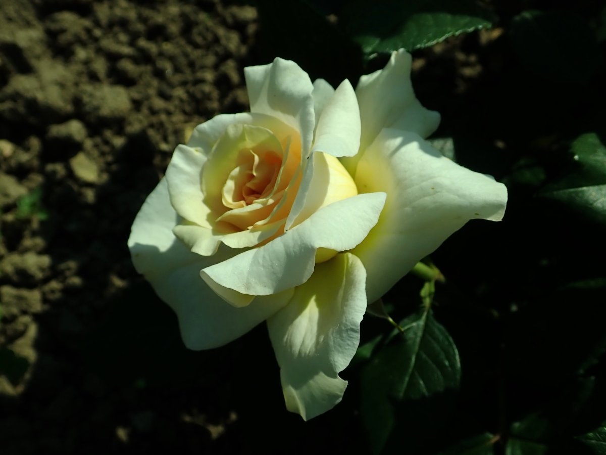 Роза чайно-гибридная Комтесса - фото 7