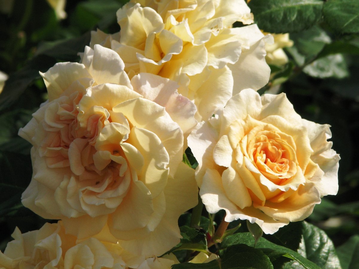 Роза чайно-гибридная Комтесса - фото 3