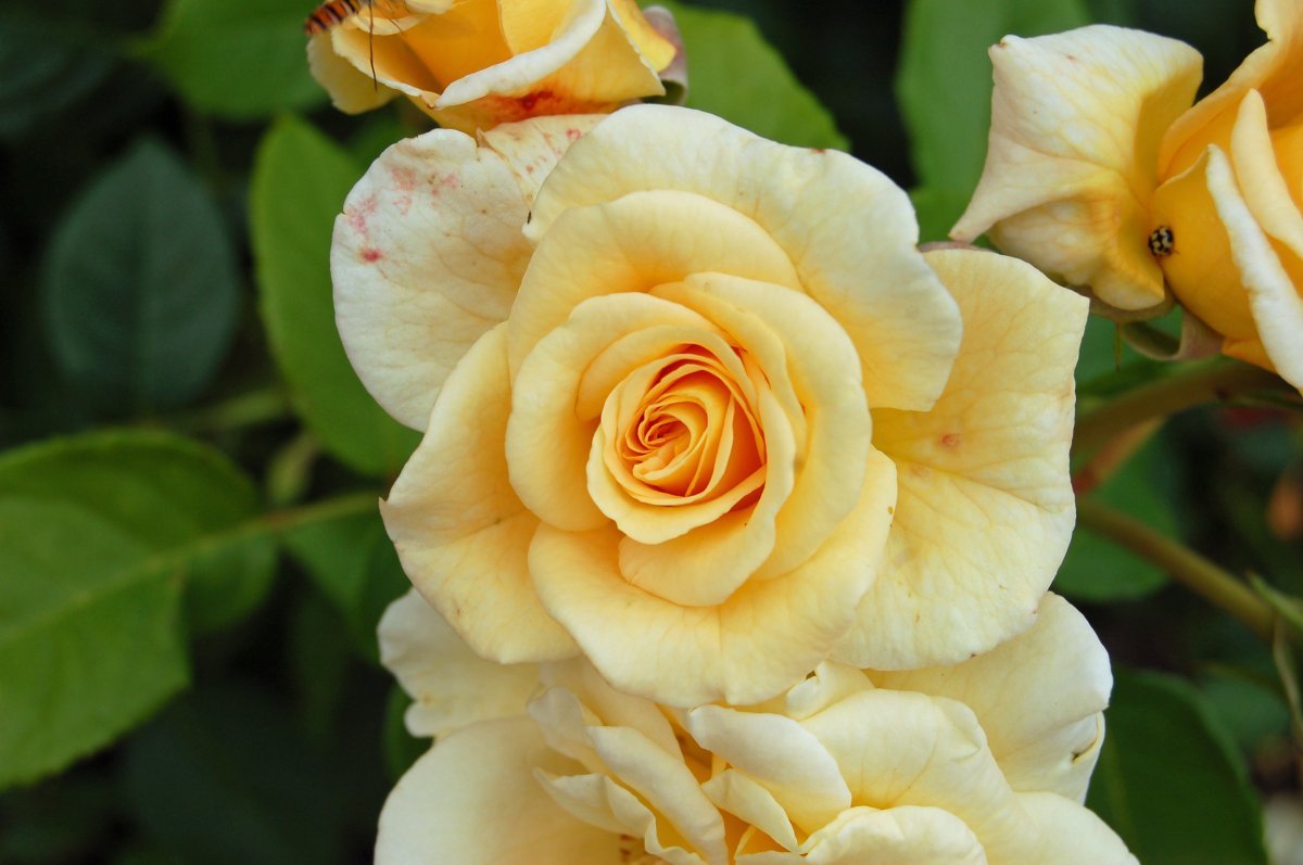 Роза чайно-гибридная Комтесса - фото 2