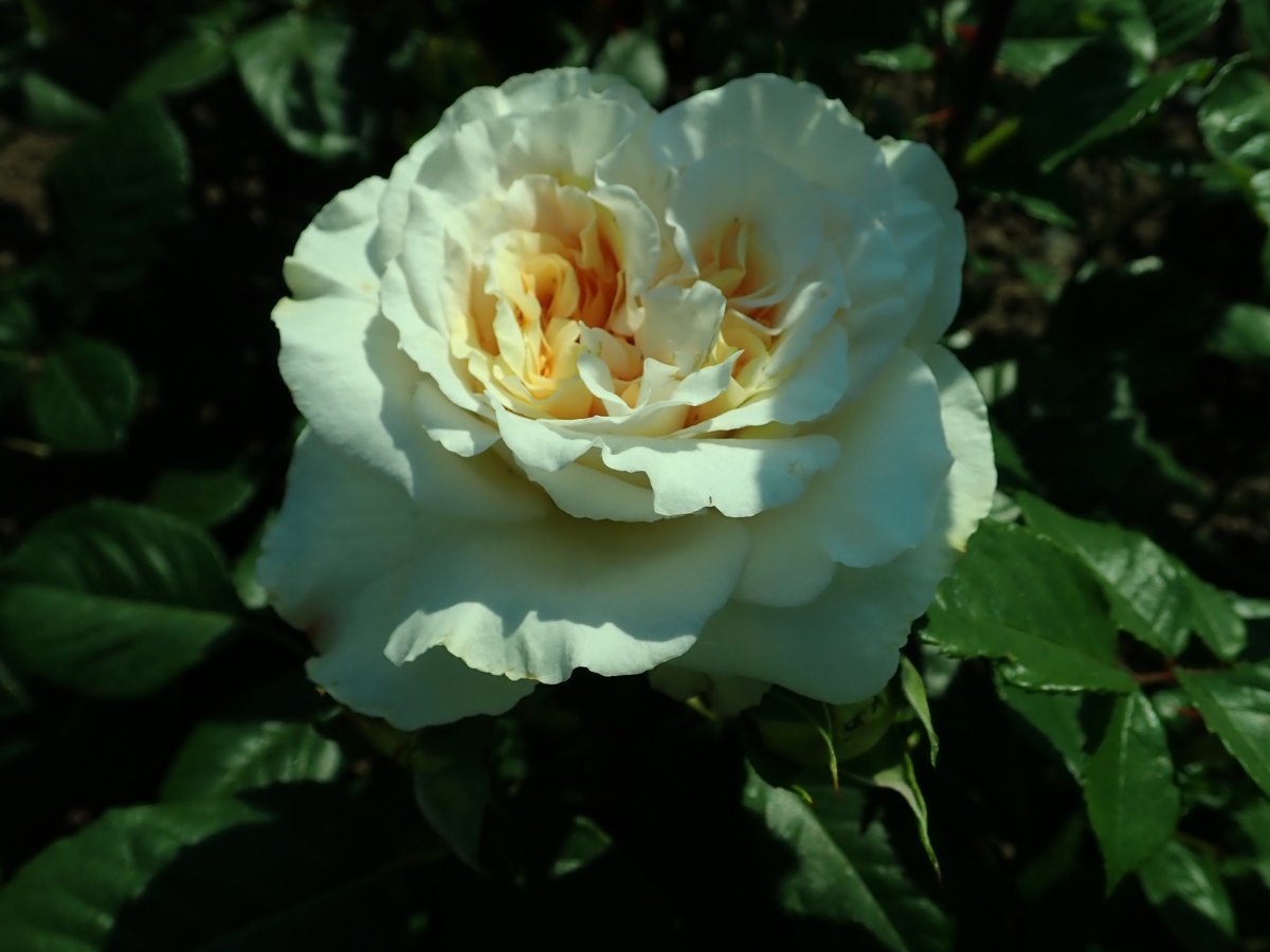 Роза чайно-гибридная Комтесса - фото 6