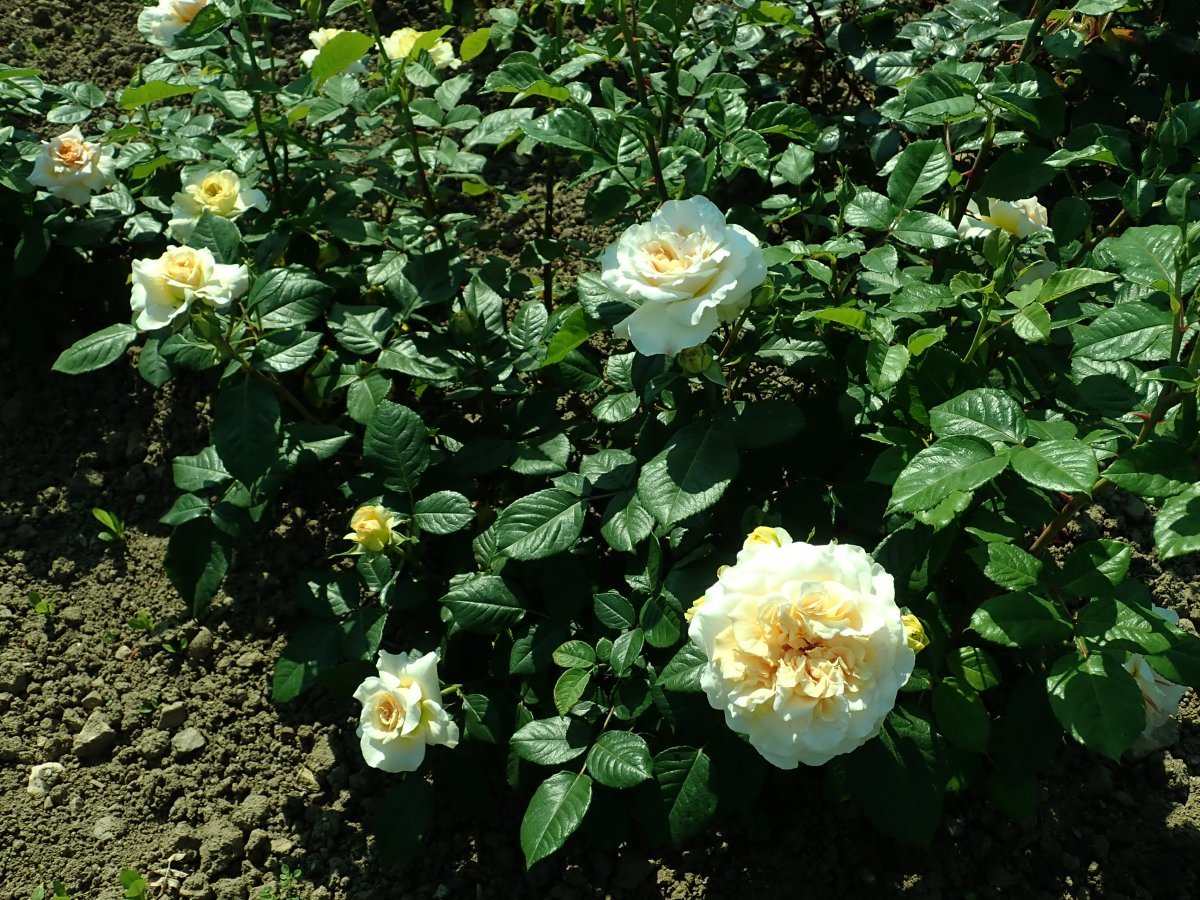 Роза чайно-гибридная Комтесса - фото 4