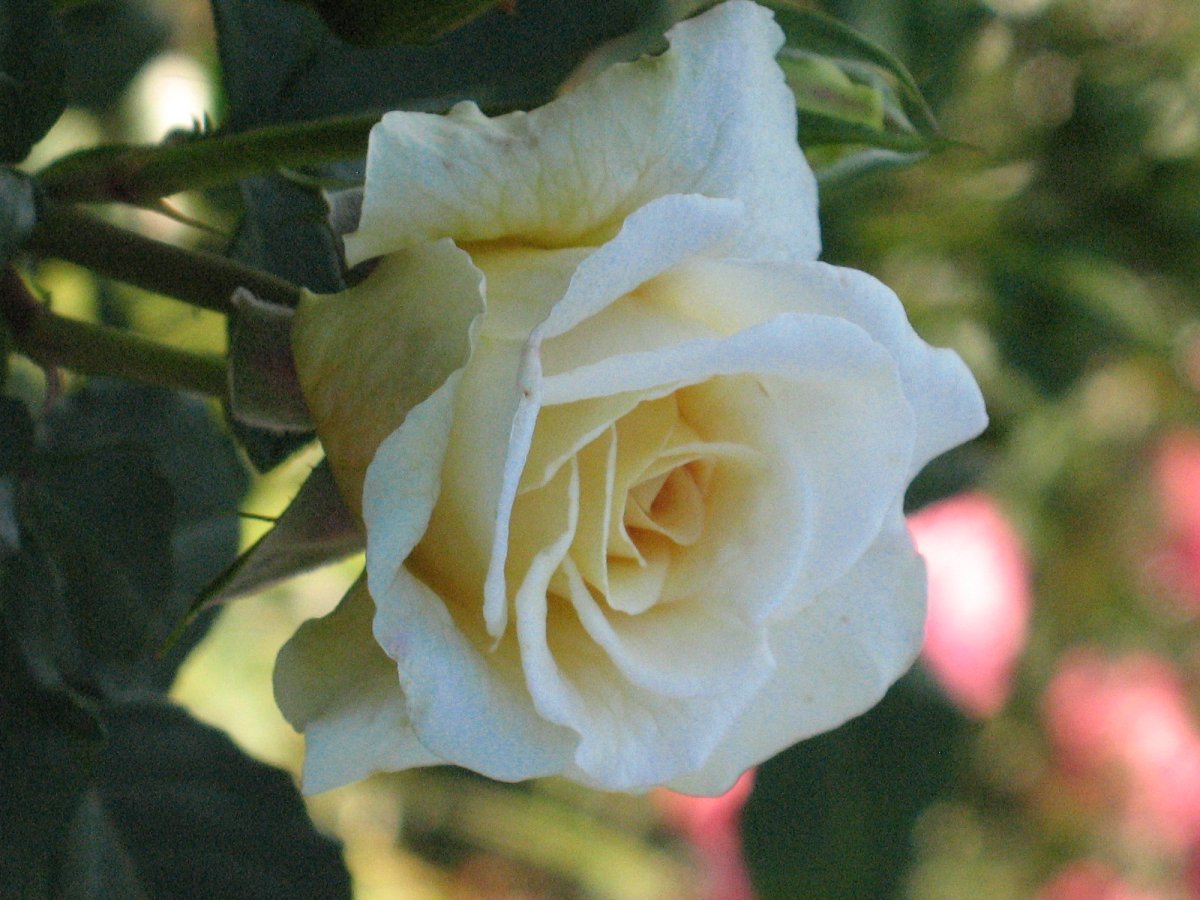 Роза чайно-гибридная Комтесса - фото 9