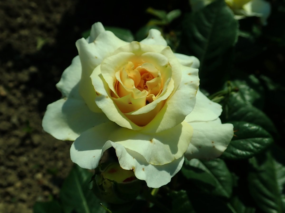 Роза чайно-гибридная Комтесса - фото 8