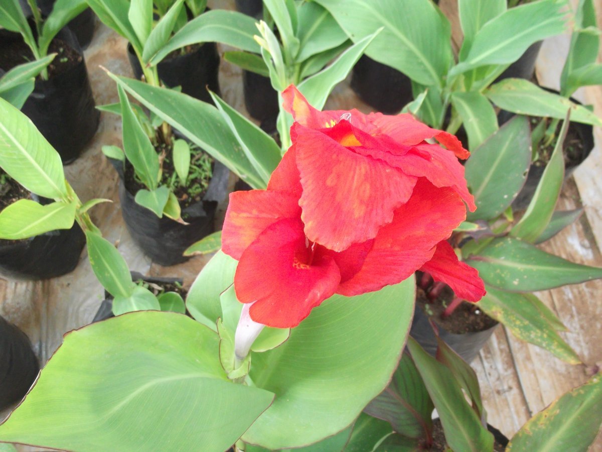 Канна Президент - фото 9