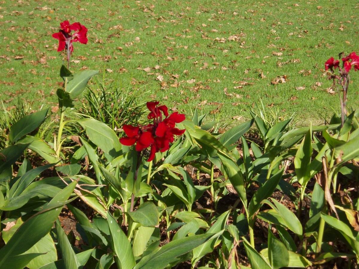 Канна Президент - фото 3