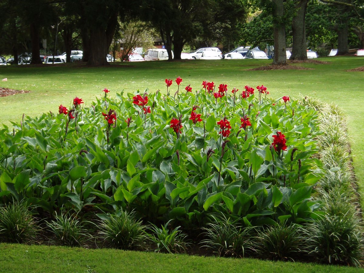 Канна Президент - фото 5