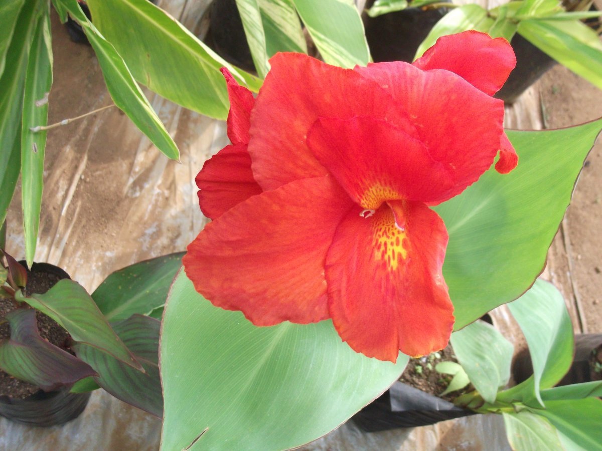 Канна Президент - фото 7