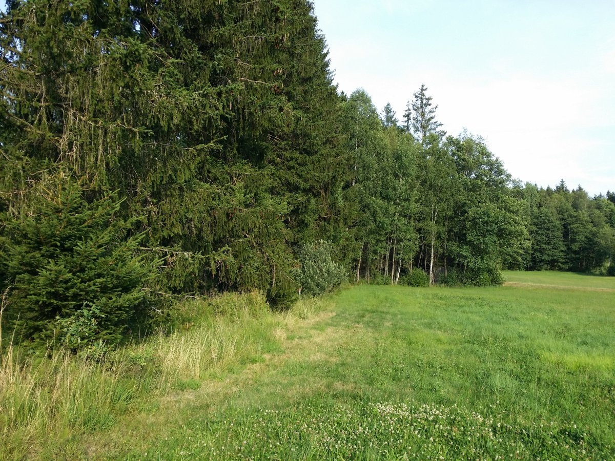 Спирея иволистная - фото 6