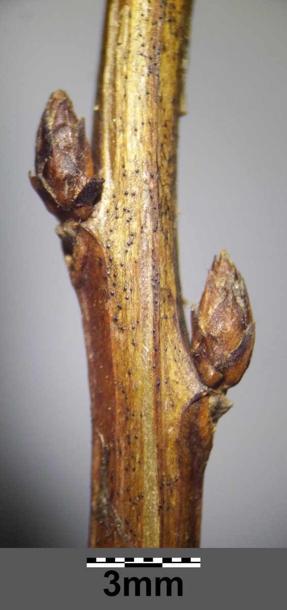 Спирея иволистная - фото 10