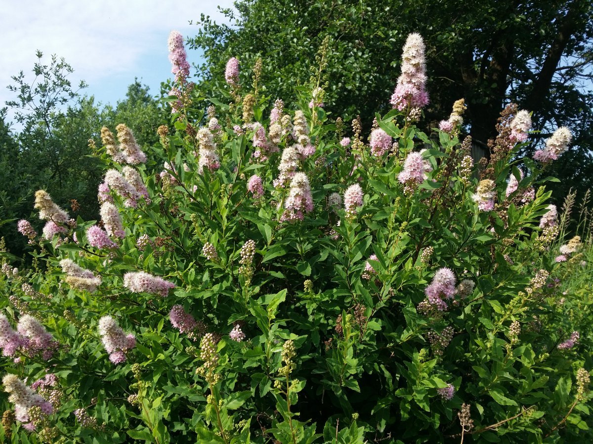 Спирея иволистная - фото 7