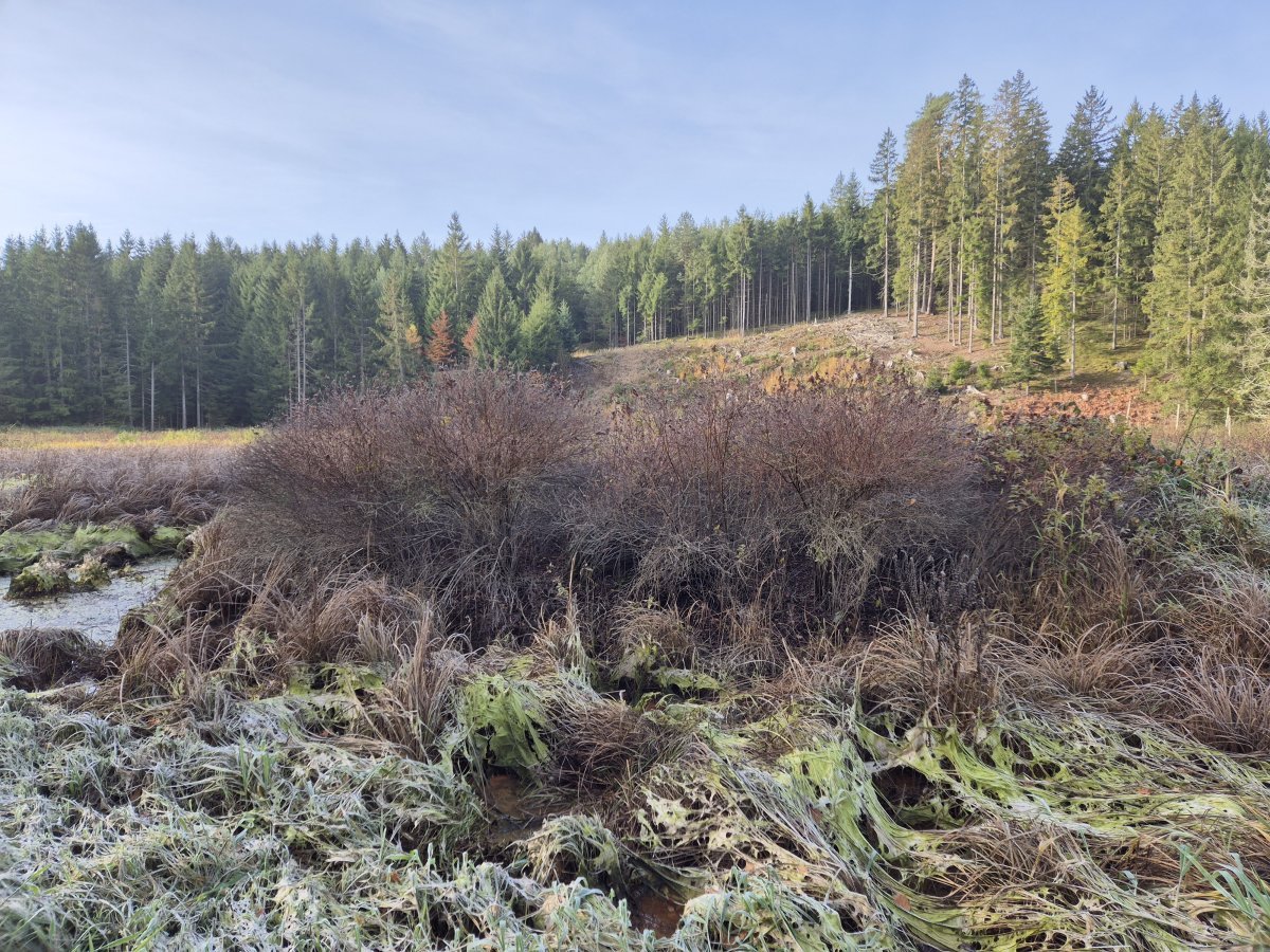 Спирея иволистная - фото 8