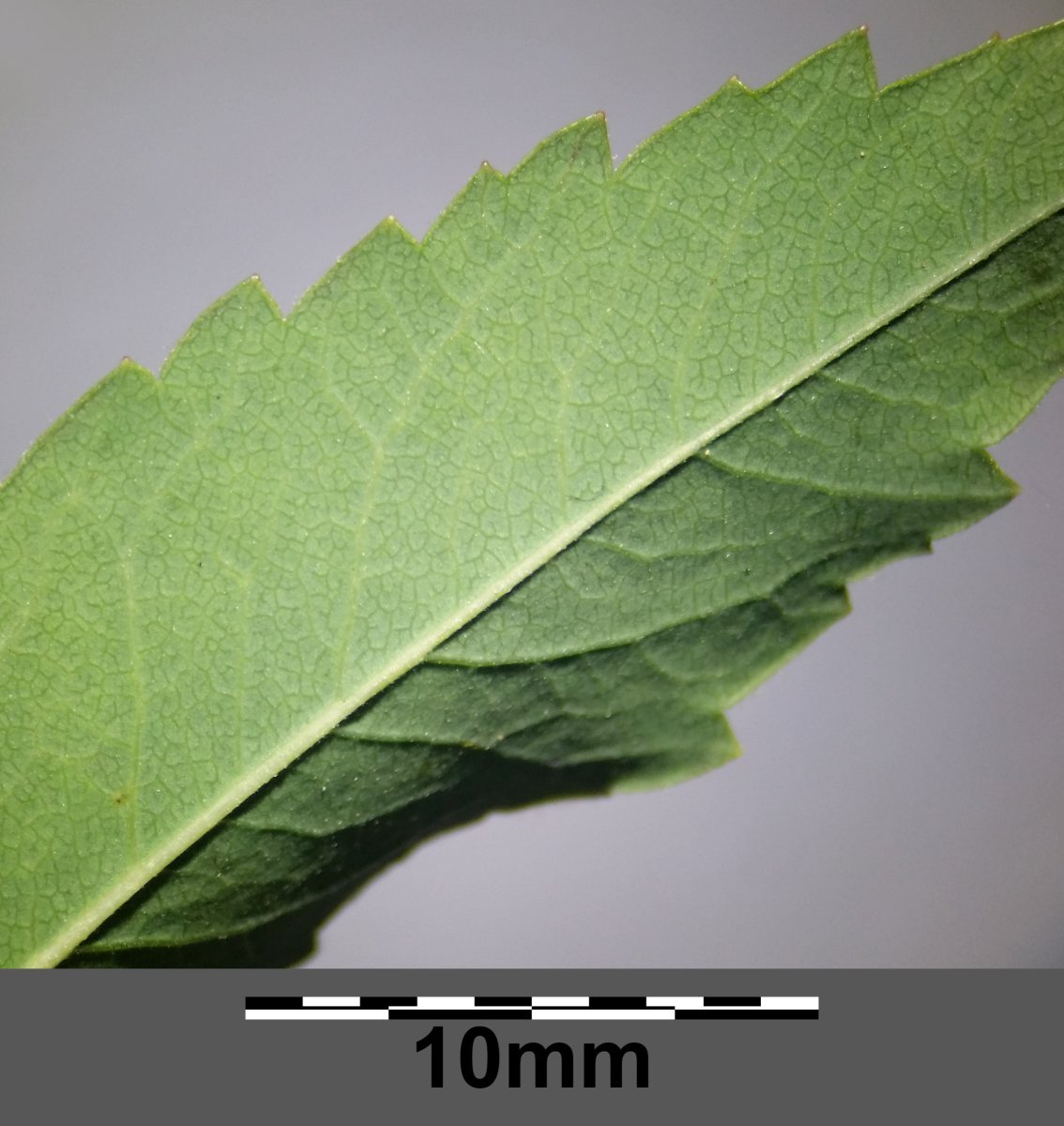 Спирея иволистная - фото 5