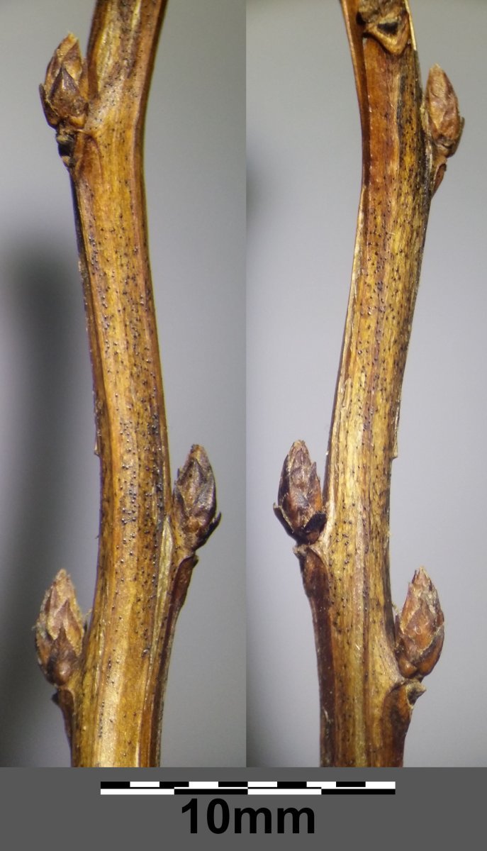 Спирея иволистная - фото 9