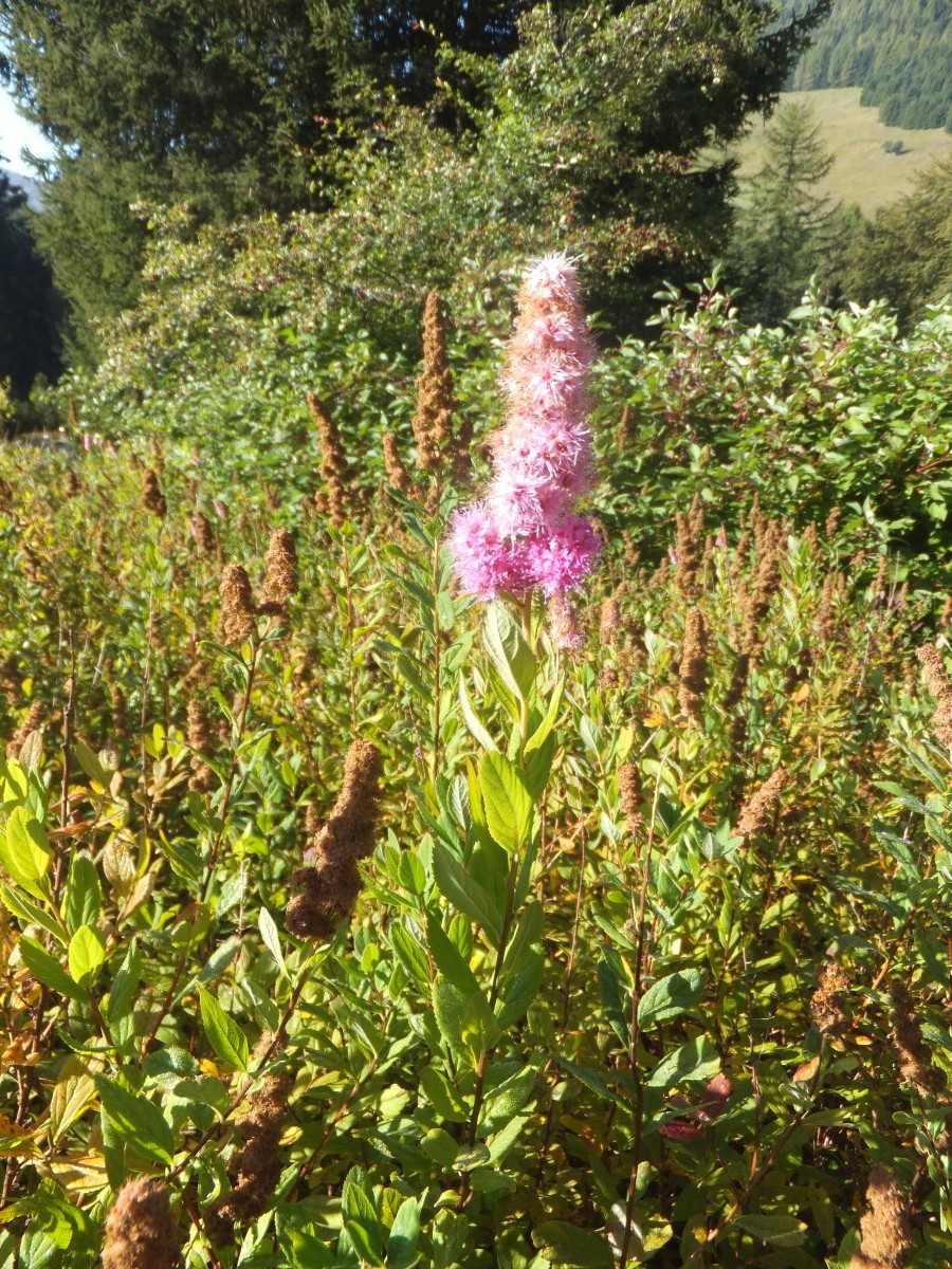 Спирея иволистная - фото 2