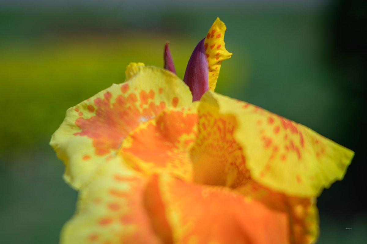 Канна Еллоу Хамберт - фото 7