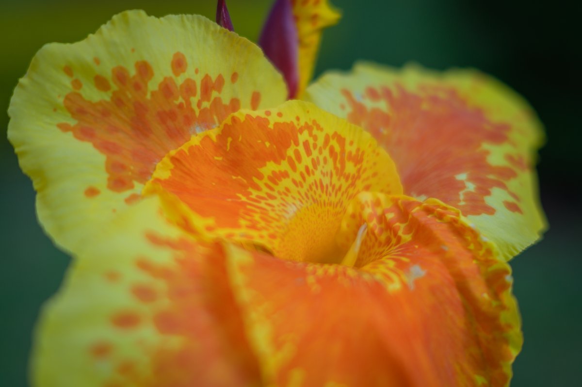 Канна Еллоу Хамберт - фото 5