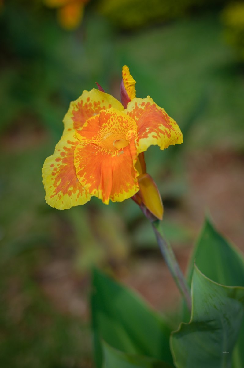 Канна Еллоу Хамберт - фото 4