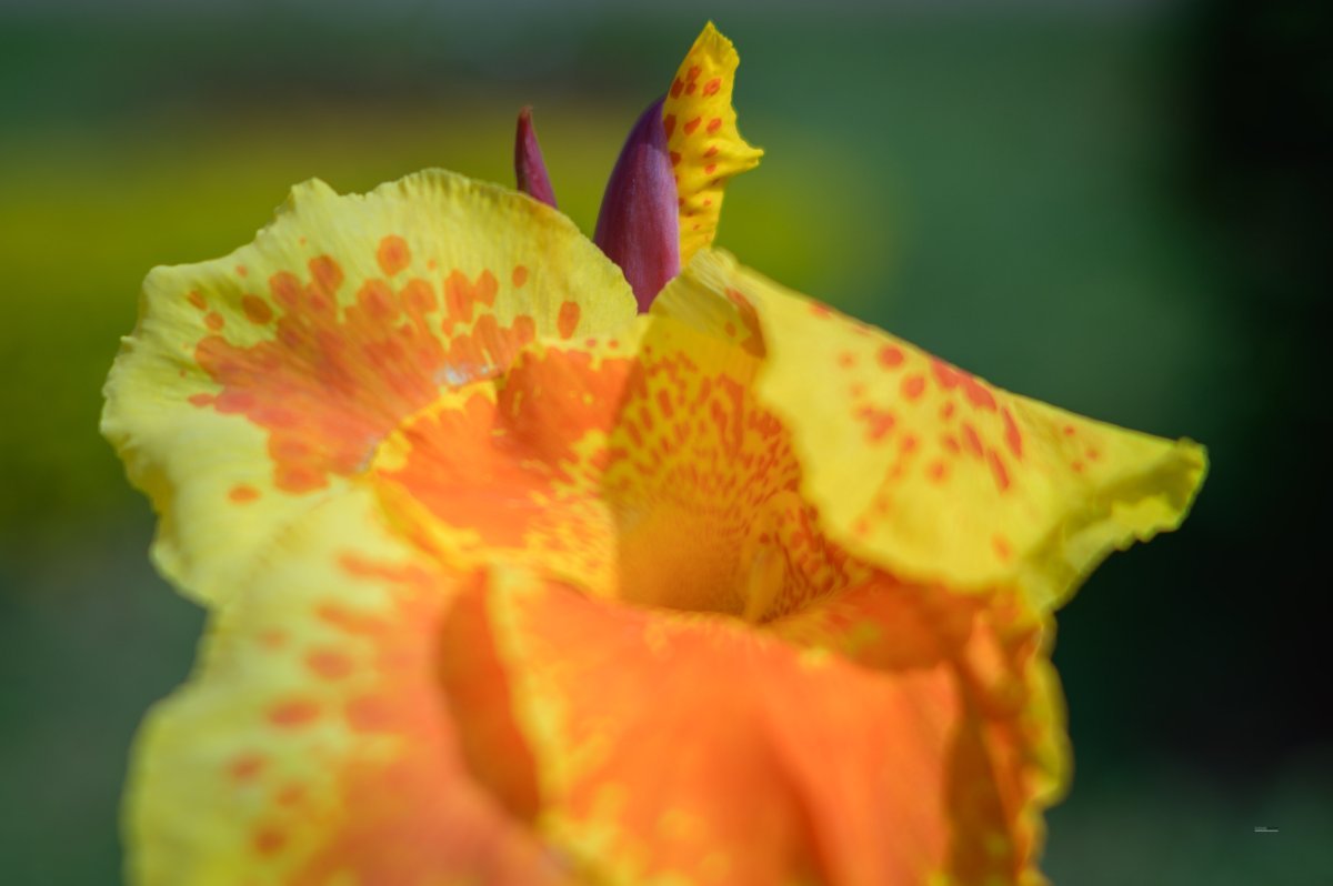 Канна Еллоу Хамберт - фото 2