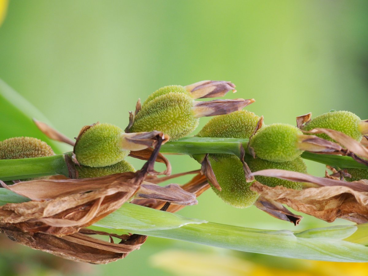 Канна Еллоу Хамберт - фото 10
