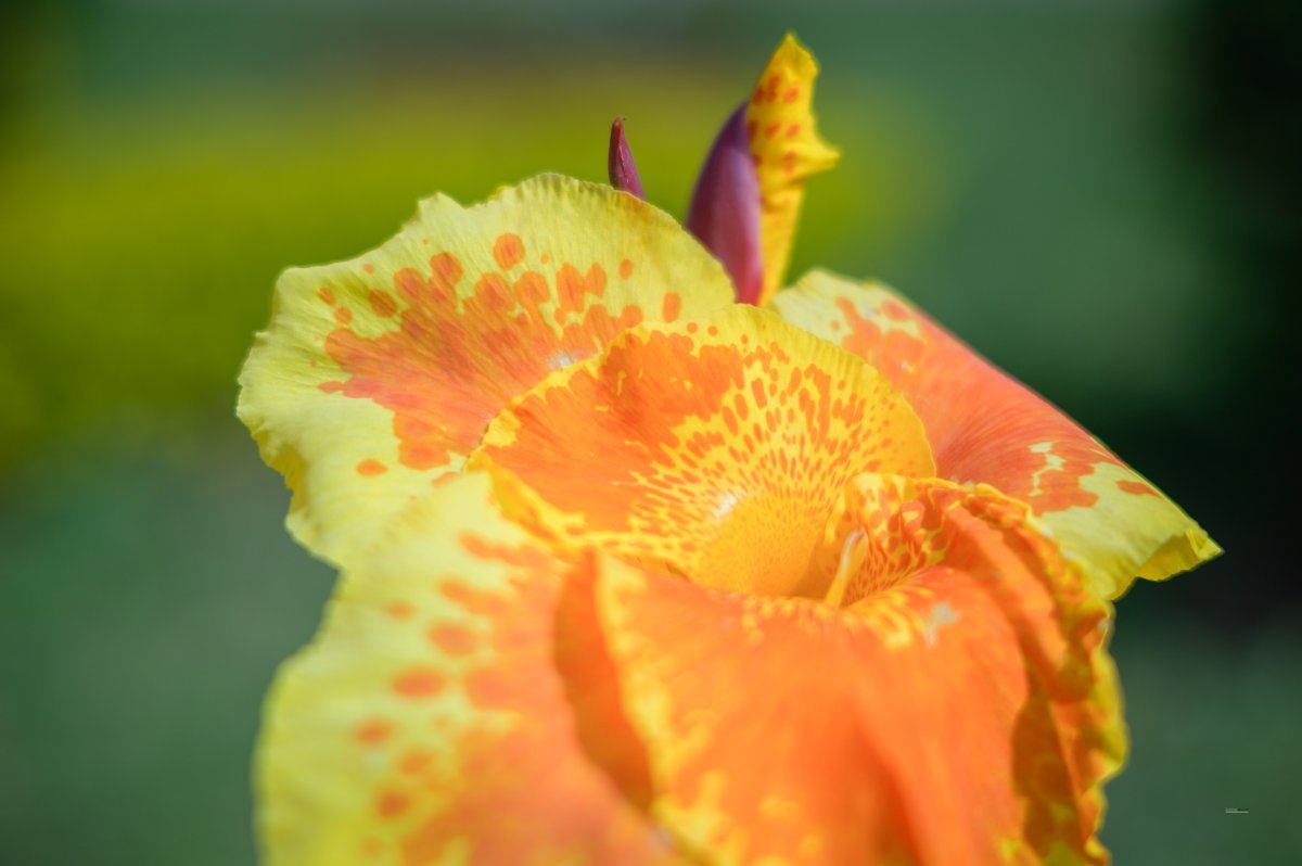 Канна Еллоу Хамберт - фото 6