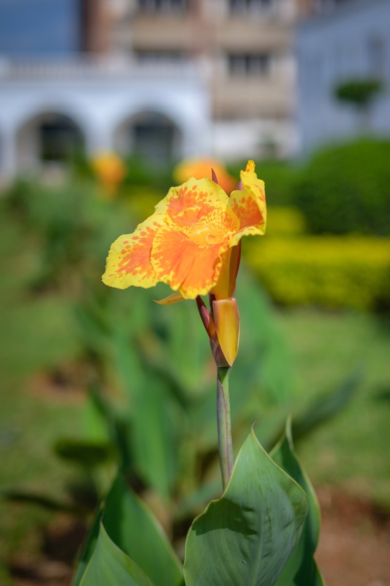 Канна Еллоу Хамберт - фото 3