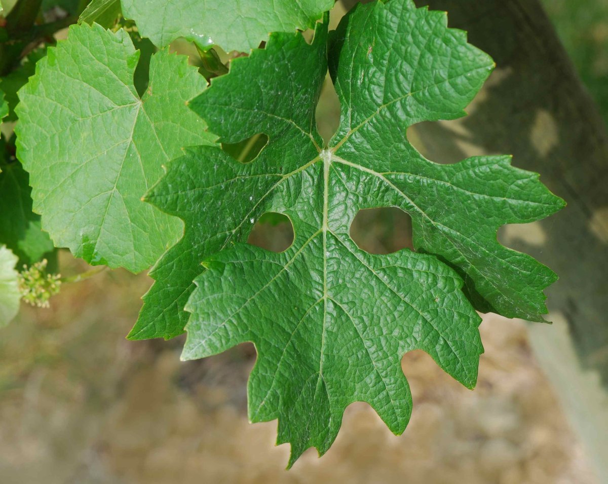 Виноград Каберне Совиньон - фото 8